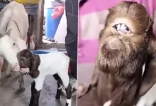 Goat gives birth to alien-like baby in Indore, crowd of people gathers to see it