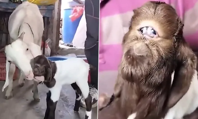 Goat gives birth to alien-like baby in Indore, crowd of people gathers to see it