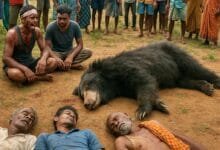 MP- Bloody rampage of man-eating bear in Sidhi, three killed in bear attack- आदमखोर भालू का खूनी तांडव: सीधी में तीन की मौत, गांव में दहशत