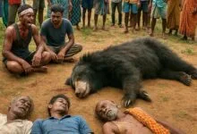 MP- Bloody rampage of man-eating bear in Sidhi, three killed in bear attack- आदमखोर भालू का खूनी तांडव: सीधी में तीन की मौत, गांव में दहशत
