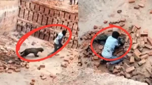 lakhimpur-leopard-attack-viral-video