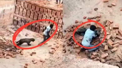 तेंदुए से दो-दो हाथ! लखीमपुर में ईंट भट्ठा मज़दूर की बहादुरी ने बचाई जान, वीडियो वायरल 9 lakhimpur-leopard-attack-viral-video