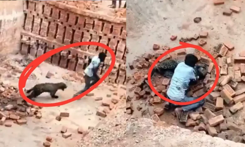 तेंदुए से दो-दो हाथ! लखीमपुर में ईंट भट्ठा मज़दूर की बहादुरी ने बचाई जान, वीडियो वायरल 1 lakhimpur-leopard-attack-viral-video